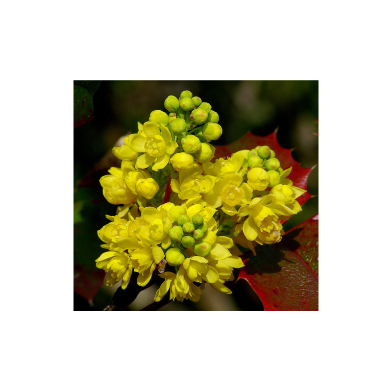 Mahonia aquifolium