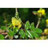 Mahonia aquifolium