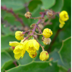 Mahonia repens