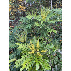 Mahonia x media
