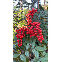 Nandina domestica