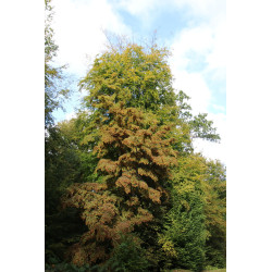 Carpinus betulus