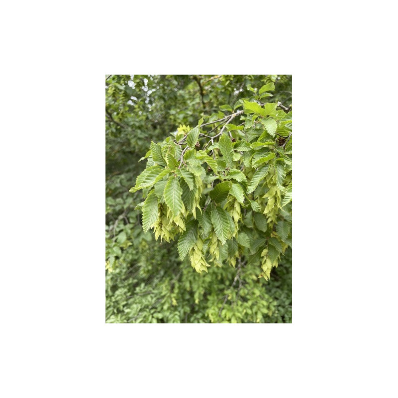 Carpinus orientalis