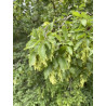 Carpinus orientalis