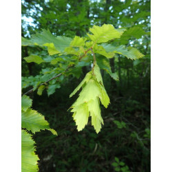 Carpinus orientalis