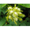 Corylus avellana