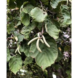 Corylus avellana