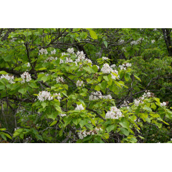 Catalpa bignonioides