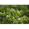 Catalpa bignonioides