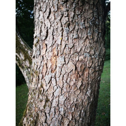 Catalpa bignonioides