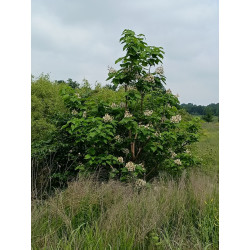 Catalpa bignonioides
