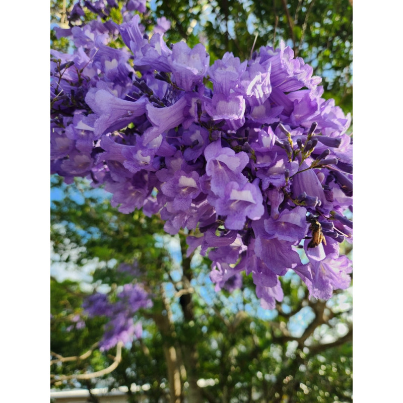 Jacaranda mimosifolia