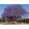 Jacaranda mimosifolia