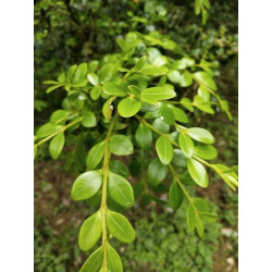 Buxus microphylla