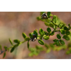 Buxus microphylla