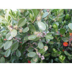 Buxus microphylla