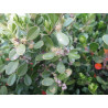 Buxus microphylla