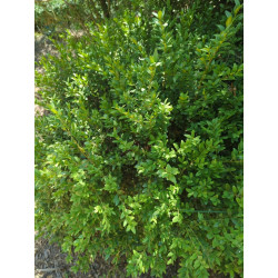 Buxus sempervirens