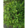 Buxus sempervirens