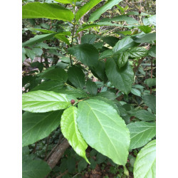 Calycanthus floridus