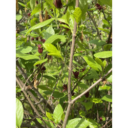 Calycanthus floridus