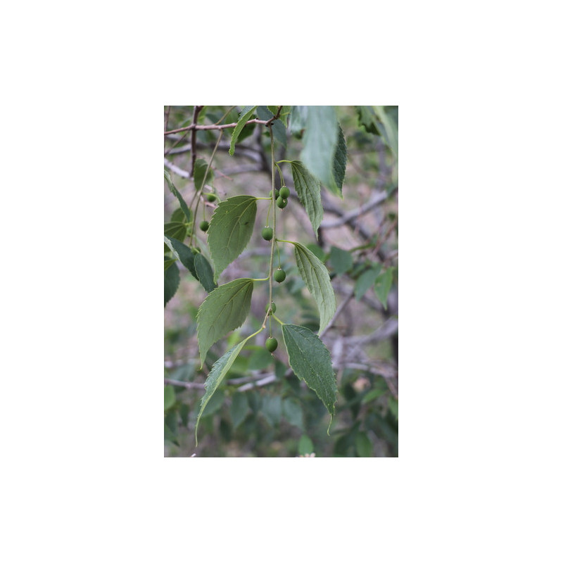 Celtis caucasica