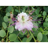 Capparis orientalis