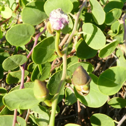 Capparis orientalis