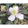 Capparis sicula