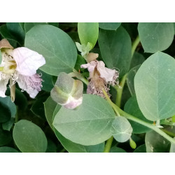 Capparis sicula