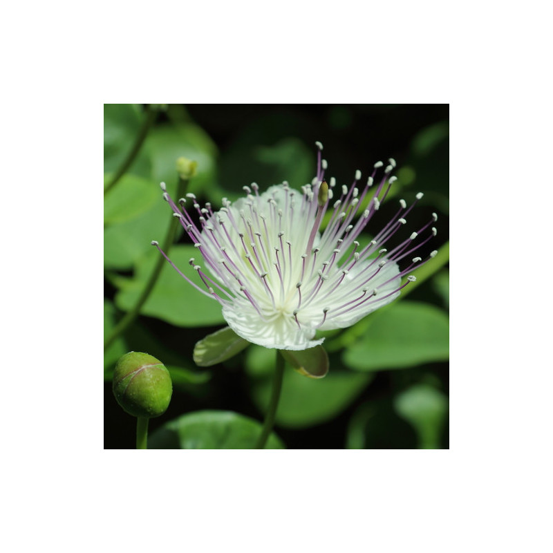 Capparis spinosa