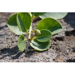 Capparis spinosa