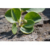 Capparis spinosa