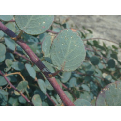 Capparis spinosa