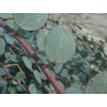 Capparis spinosa