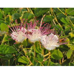 Capparis spinosa
