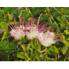 Capparis spinosa
