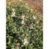 Capparis spinosa