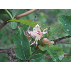 Lonicera caucasica