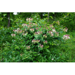 Lonicera caprifolium