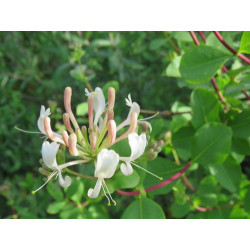 Lonicera etrusca