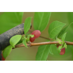 Lonicera fragrantissima