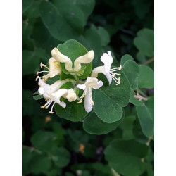 Lonicera iberica