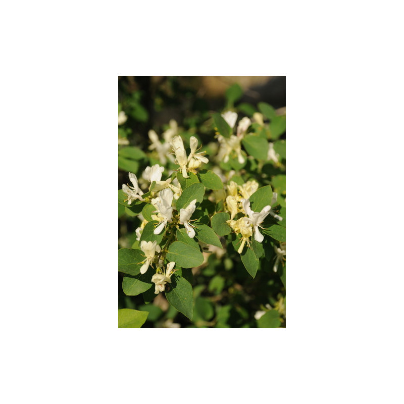 Lonicera nummulariifolia