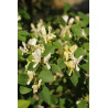 Lonicera nummulariifolia