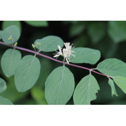 Lonicera xylosteum