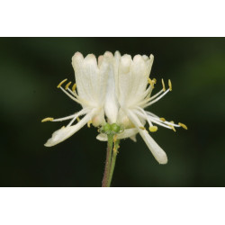 Lonicera xylosteum