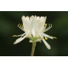 Lonicera xylosteum
