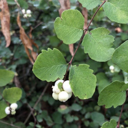 Symphoricarpos albus