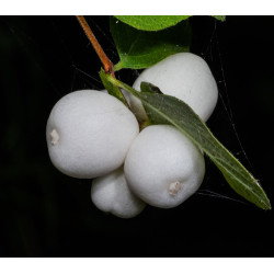 Symphoricarpos albus